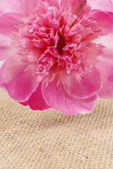 Stunning pink peonies on rustic brown wooden background