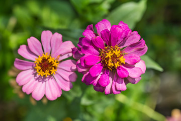 Obraz premium Zinnia flowers