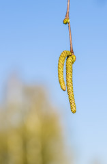 Naklejka premium birch with catkins bloom