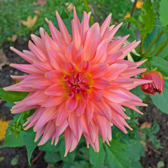 Dahlie