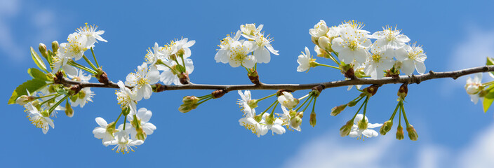 cherry blossoms