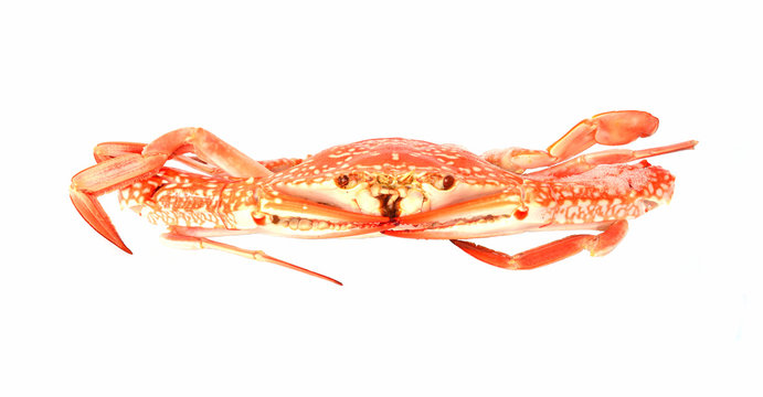 Red crab isolated on white background