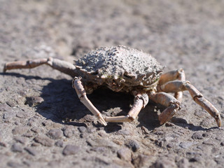 crabe sur le sol