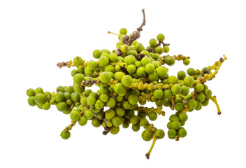Green Kampot pepper