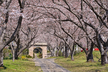桜のアーチ