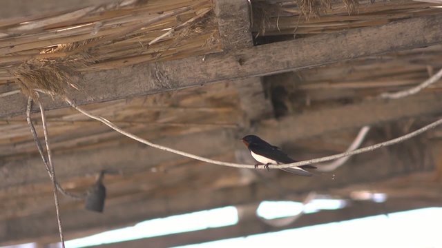 Swallow or martlet