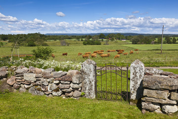 Countryside landscape