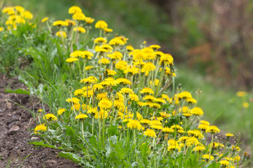 Flowering dandelions