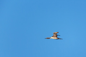 Obraz premium Red throated Loon