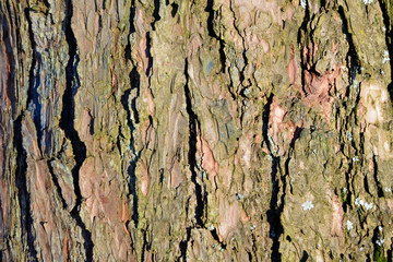 L&auml;rchenrinde, q.