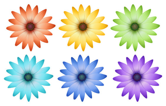 Six colorful flowers