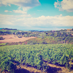 Obraz premium Vineyard