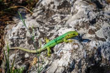 green lizard on stone