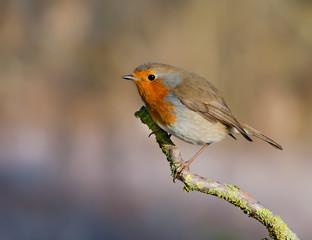 robin