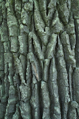 Deep relief oak tree bark