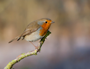 robin