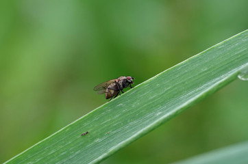 Fly on grass