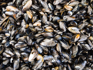 Miesmuscheln an der Küste Rügens