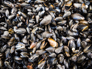 Miesmuscheln an der Küste Rügens