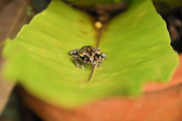 Asian toad on green leaf