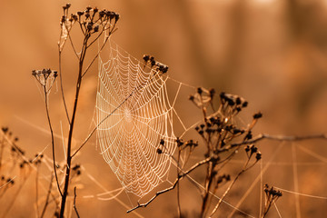 Spinnennetz