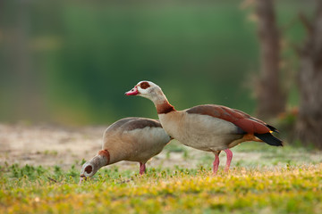 Nilgans