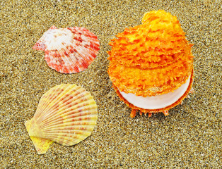 Three colorful seashells