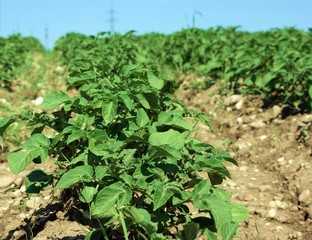 Kartoffeln