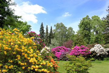 Rhododendrongarten - 65340812