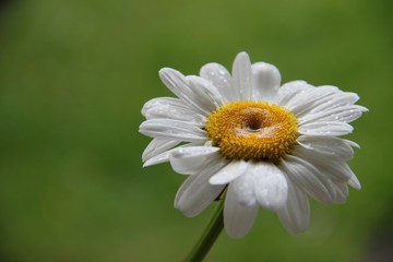 Fototapeta premium Einzelne Margaritenblüte vor grünem Hintergrund