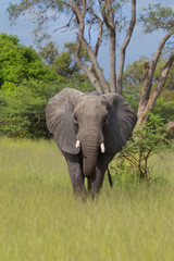 Fototapeta na wymiar Słoń w porze deszczowej od Botswany