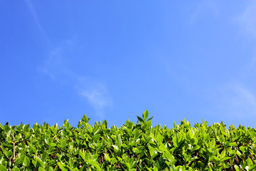 Fototapeta na wymiar Green hedge and blue sky background
