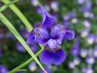 Iris Sibirica in bloom