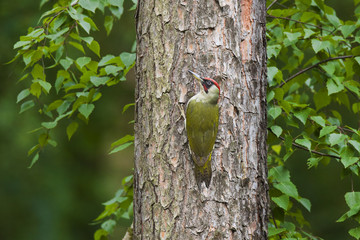 Green woodpecker on a tree
