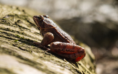 Wasserfrosch im Jasmund Nationalpark auf Rügen