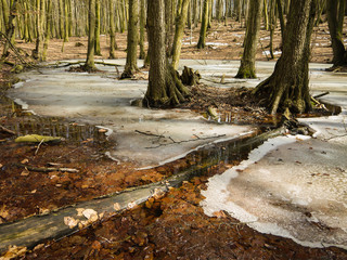 Schneeschmelze im Jasmund Nationalpark auf Rügen