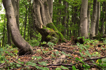 drzewo © wedrownik52