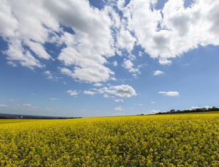 Obraz premium Canola field and bright landscape
