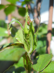 Blattläuse an der Gartenrose