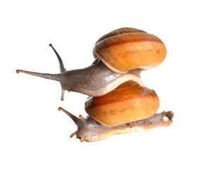 Striped snail on white background