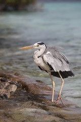 Hunting Heron
