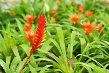 Bromeliad flowers in the garden