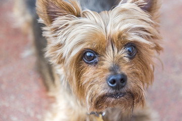 Close up head shot of Yorkshire terrier, a small, cute pet dog