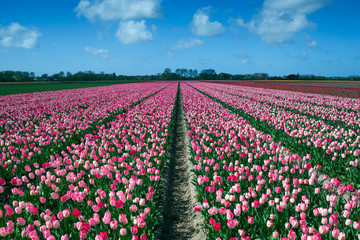 Pink Tulips Field in Spring, Lisse, The Netherlands