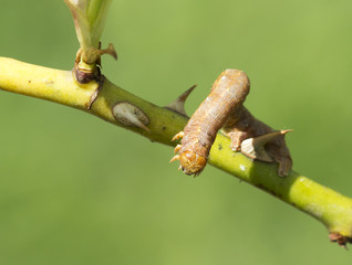 Гусеница пяденицы (лат. Geometridae )