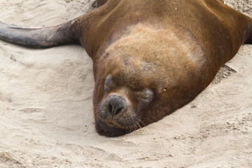 Fototapeta premium male South American sea lion