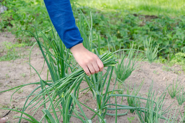 woman hands pick green natural onion in garden