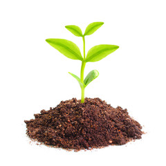 Young seedling growing in a soil.
