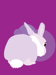 Rabbit fell fright animal bunny eye fear