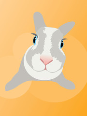 Rabbit fell fright animal bunny eye fear